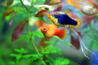 Doorweekt Huiswerk maken meditatie Aquarium vissen, een top tien voor beginners!