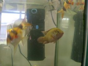 Pygmalion spanning besteden Aquarium filter, het verschil tussen leven en dood