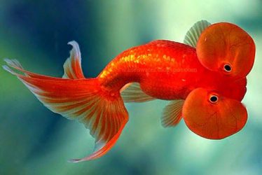 uitbreiden getrouwd Ontvanger Goudvissen in het aquarium? Tips en wat je moet je weten!
