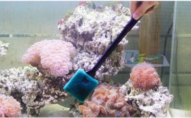 Troosteloos Overjas Stier Aquarium schoonmaken? Volg de 5 gouden tips! Dit zijn de beste manieren.
