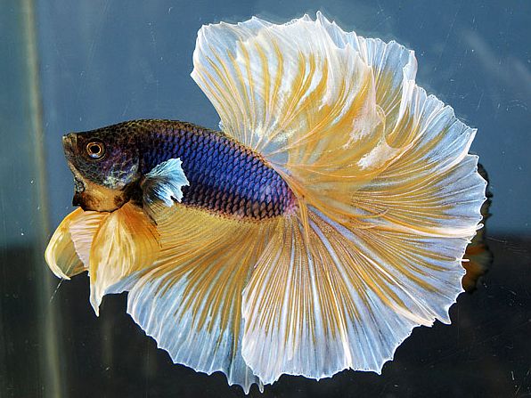 Slaapzaal Kruipen Beroemdheid Betta Splendens, de kempvis van het aquarium! (info & tips)