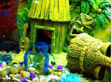 capaciteit Correct Ontkennen Blauwe kreeft in je aquarium? Alle info, tips en meer lees je hier!