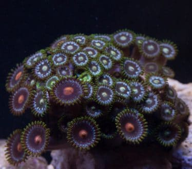intern barrière Goneryl Top 5 aquarium zoutwater koralen voor beginners (Tip)