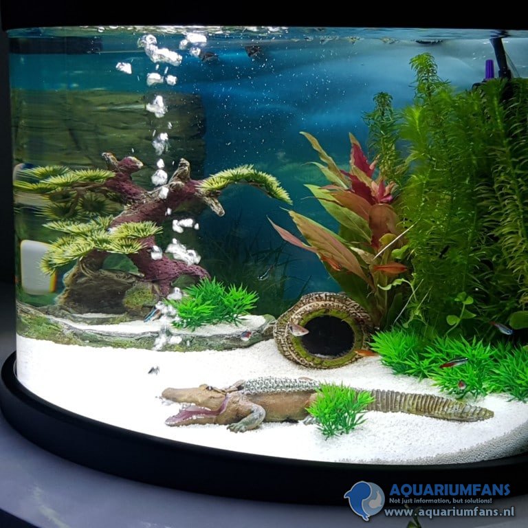 aquariumvissen voor beginners