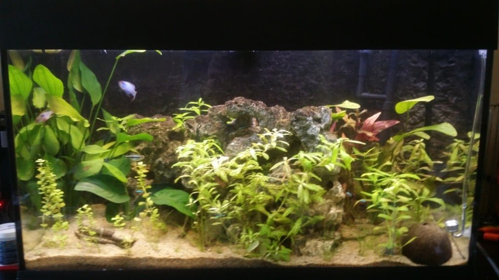 Costa rica Aquariumfans Costa rica Aquariumfans