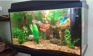 Planten en versiering