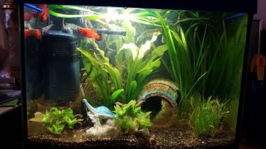 Platy's, garnaal, planten en decoratie