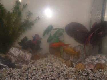 Zoals ik begon nog zonder verlichting en alleen wat zuurstofbosjes, wel al met de 2 goudvissen