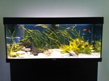 Rio 240 met standaard interne filter plus extra interne filter in de vorm van een Hydra 40.