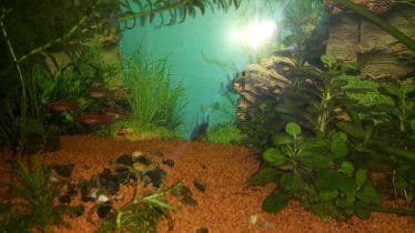 Dit is het hele Aquarium