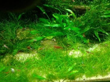 Vuurgarnalen, eleocharis, cryptocoryne species.