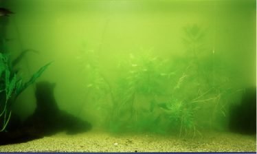 Groen water zweefalg