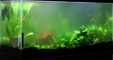 Groen water zweefalg in het aquarium