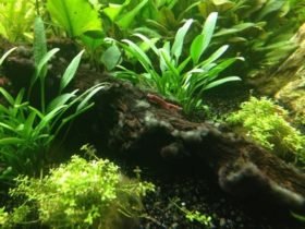 Garnalen aquarium Vuurgarnaal op hout