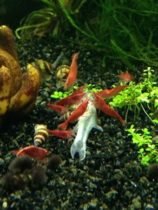 Aquarium garnalen vuurgarnalen bij dode vis