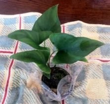 Aquarium planten Anubias hastifolia Aquarium planten Anubias hastifolia