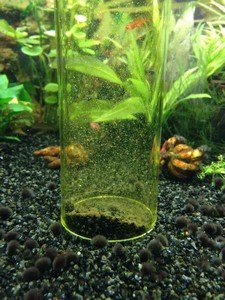 Overwegen Einde meloen Aquarium schoonmaken? Volg de 5 gouden tips! Dit zijn de beste manieren.