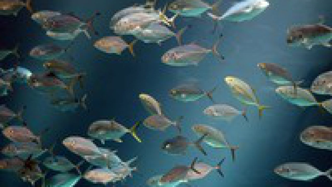 Waar een kleine vis groot in kan zijn - Zee Aquarium Bergen