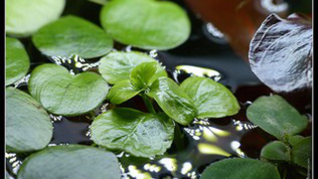 Schouderophalend Tarief vezel Drijfplanten in je aquarium, doen of niet doen?