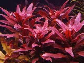 Plak opnieuw zonsondergang interieur Rode aquariumplanten, wat je moet weten!