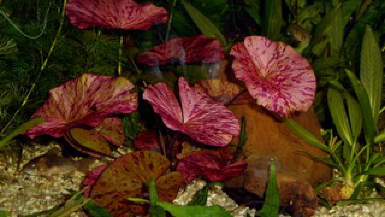 Iedereen Dankbaar opstelling Rode lotus (rode tijgerlotus), wat moet je weten?