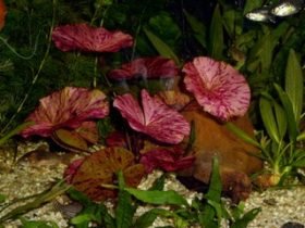 De Tijgerlotus ofwel de Numphaea lotus zijn bijzondere aquariumplanten met prachtige rode tijger kleuren.