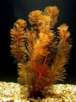 myriophyllum tuberculatum