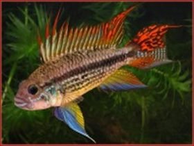 Apistogramma_cacatuoides Apistogramma_cacatuoides