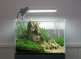Een aquarium kun je kopen in verschillende soorten en maten. Een Nano aquarium bijvoorbeeld zoals op deze foto. Een plaatje in je woonkamer!