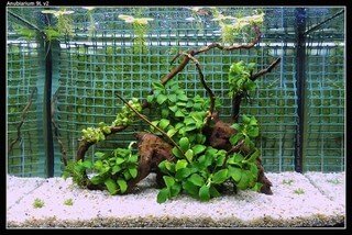 Nano aquarium planten