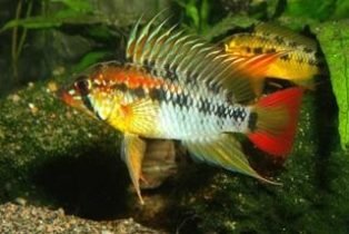 apistogramma_macmasteri apistogramma_macmasteri