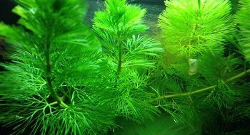 cabomba planten