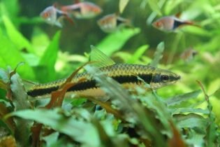 Siamese algeneter, de koning Siamese algeneter, de koning