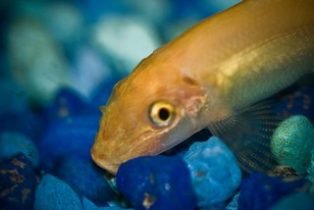Siamese algeneter goud (gyrinocheilus aymonieri gold) Siamese algeneter goud (gyrinocheilus aymonieri gold)