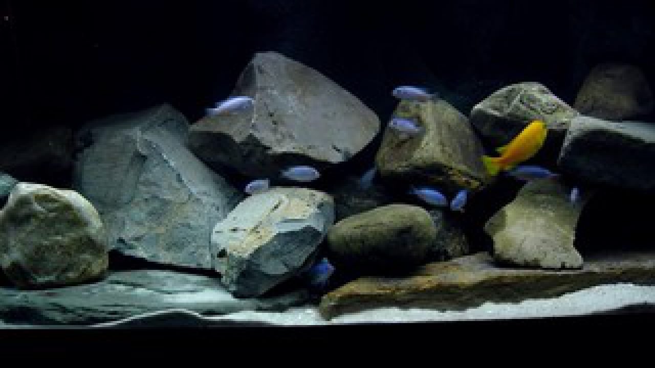 antenne het laatste gevangenis Aquarium achterwand kopen of maken? Eerst dit lezen, dan doen!