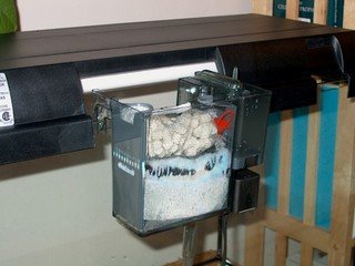 aquariumvissen voor beginners