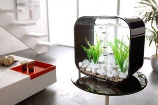 Realistisch Bully Ieder BiOrb aquarium, kopen of niet? (en nog veel meer)