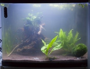 Witte waas in het aquarium bestrijden doe je zo! Witte Waas In Het Aquarium Bestrijden Doe Je Zo!