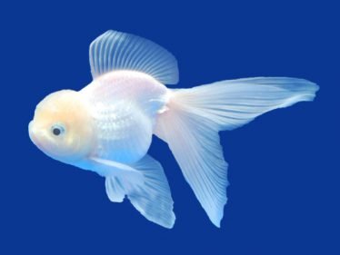Leeuwenkop goudvis