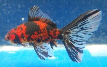 Shubunkin goudvis