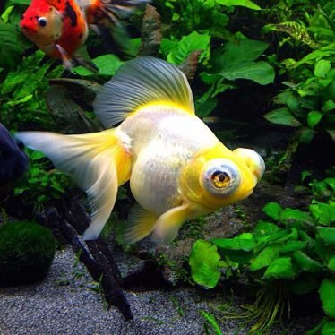 Telescoopoog goudvis