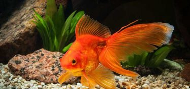 goudvis in het aquarium