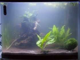 Aquarium schoonmaken? Volg de 5 gouden tips! Dit zijn de beste manieren. Aquarium Schoonmaken? Volg De 5 Gouden Tips! Dit Zijn De Beste Manieren.