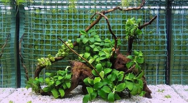 vloeibare plantenvoeding aquarium