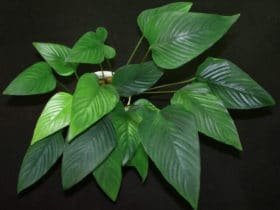 Anubias gracilis is de mooiste soort van de Anubias famillie. Een speer achtig blad dat echt een pronkstuk in je aquarium zal zijn. Groeit langzaam en heeft weinig belichting nodig