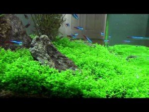 Aquariumplanten moeten groeien. En goed ook. Helaas blijkt dat niet altijd even gemakkelijk te gaan. Dat kan veel frustraties opleveren. Gelukkig kun je met de juiste kennis prachtige resultaten bereiken!