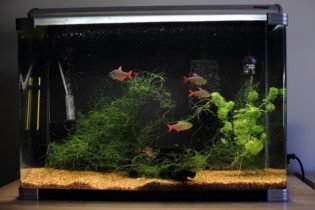 Aquarium hoeft niet altijd ingewikkeld te zijn. Soms volstaan een paar aquariumvissen en aquariumplanten. Het maakt je aquarium erg mooi!