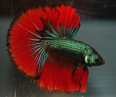 De Betta Splendens met prachtige rood en zwarte kleuren. Een Beauty!