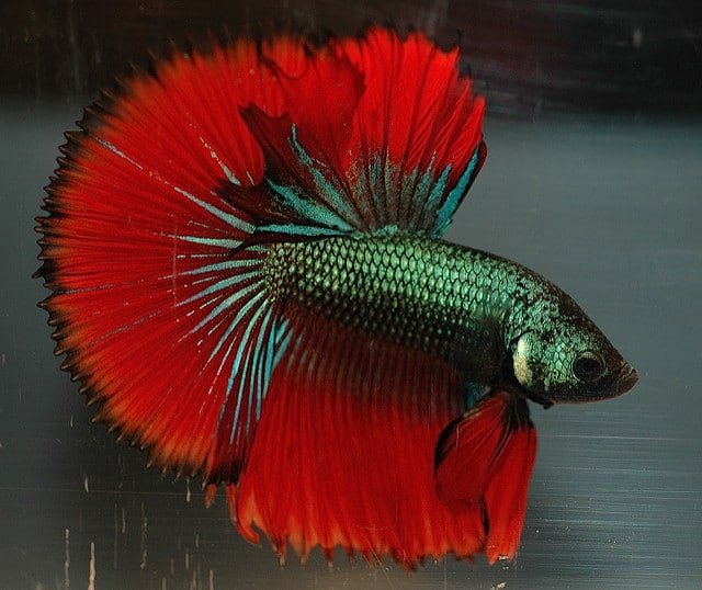 Slaapzaal Kruipen Beroemdheid Betta Splendens, de kempvis van het aquarium! (info & tips)