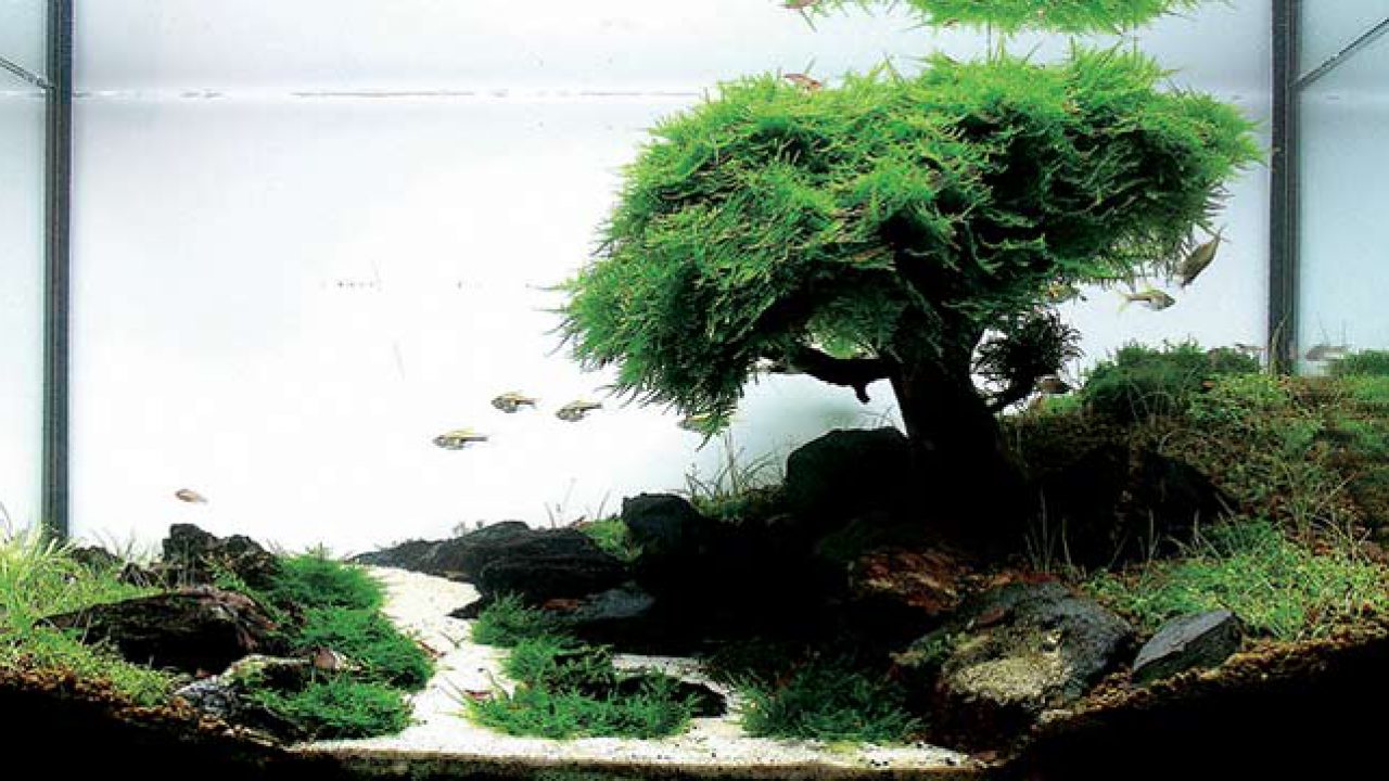 Imperial grot Groet Javamos, een briljante plant voor in je aquarium (en lees hier waarom)!